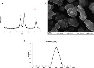 Nickel oxide nanoparticles exposure as a risk factor for male infertility: “In vitro” effects on porcine pre-pubertal Sertoli cells